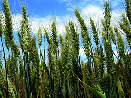 Протравители  для озимой пшеницы