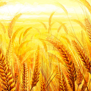 Цены на пшеницу в России взлетели до рекордных
